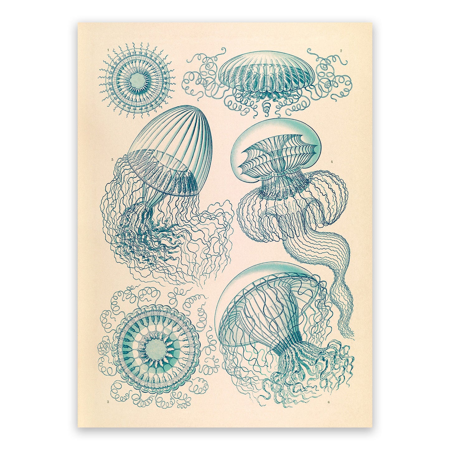 Ernst Haeckel Jellyfish Print: Vintage Marine Life Art NH26