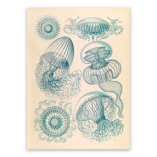Ernst Haeckel Jellyfish Print: Vintage Marine Life Art NH26