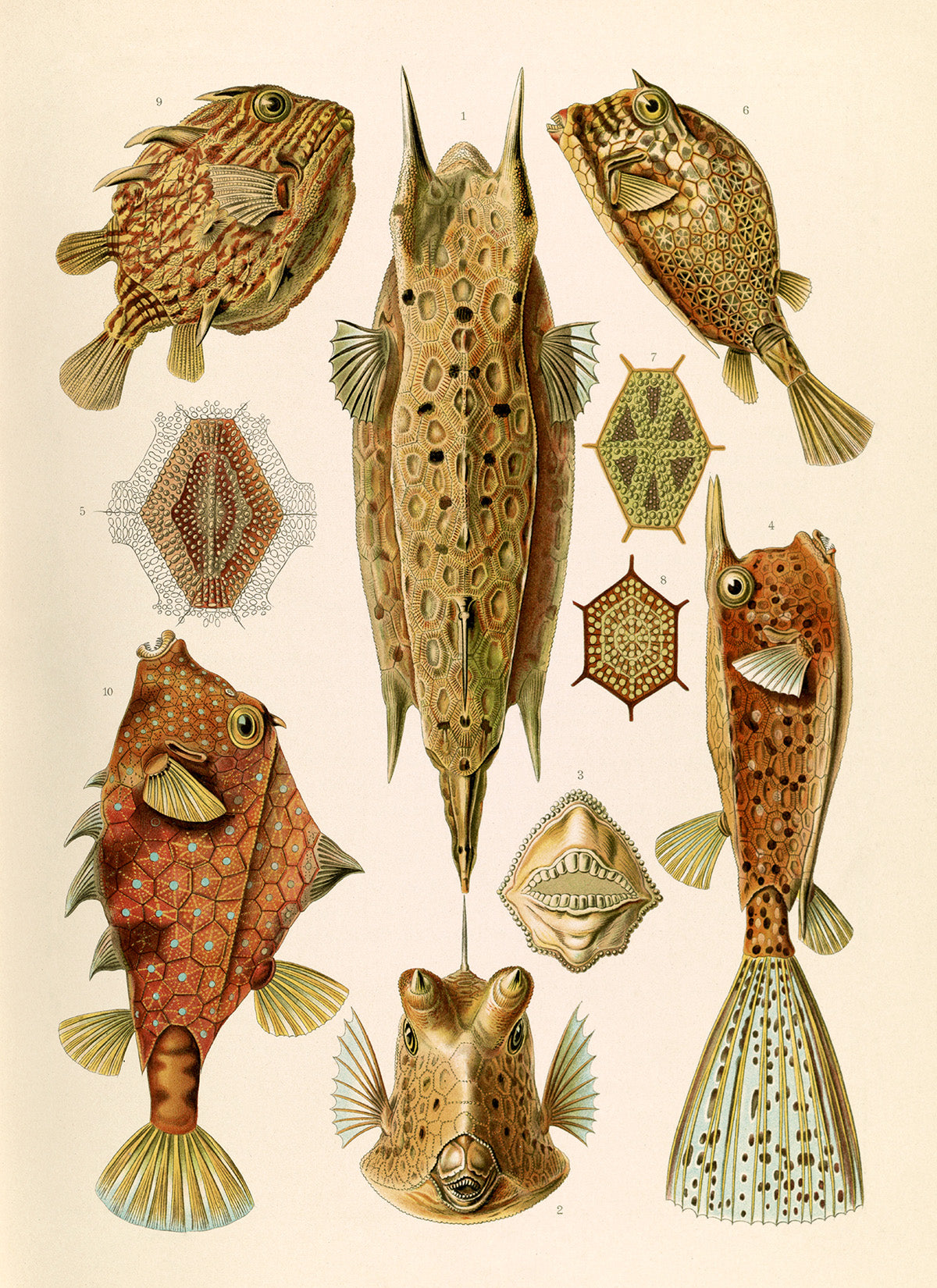 Ernst Haeckel Ostracion Fish Print: Ray Finned Boxfish Art NH27