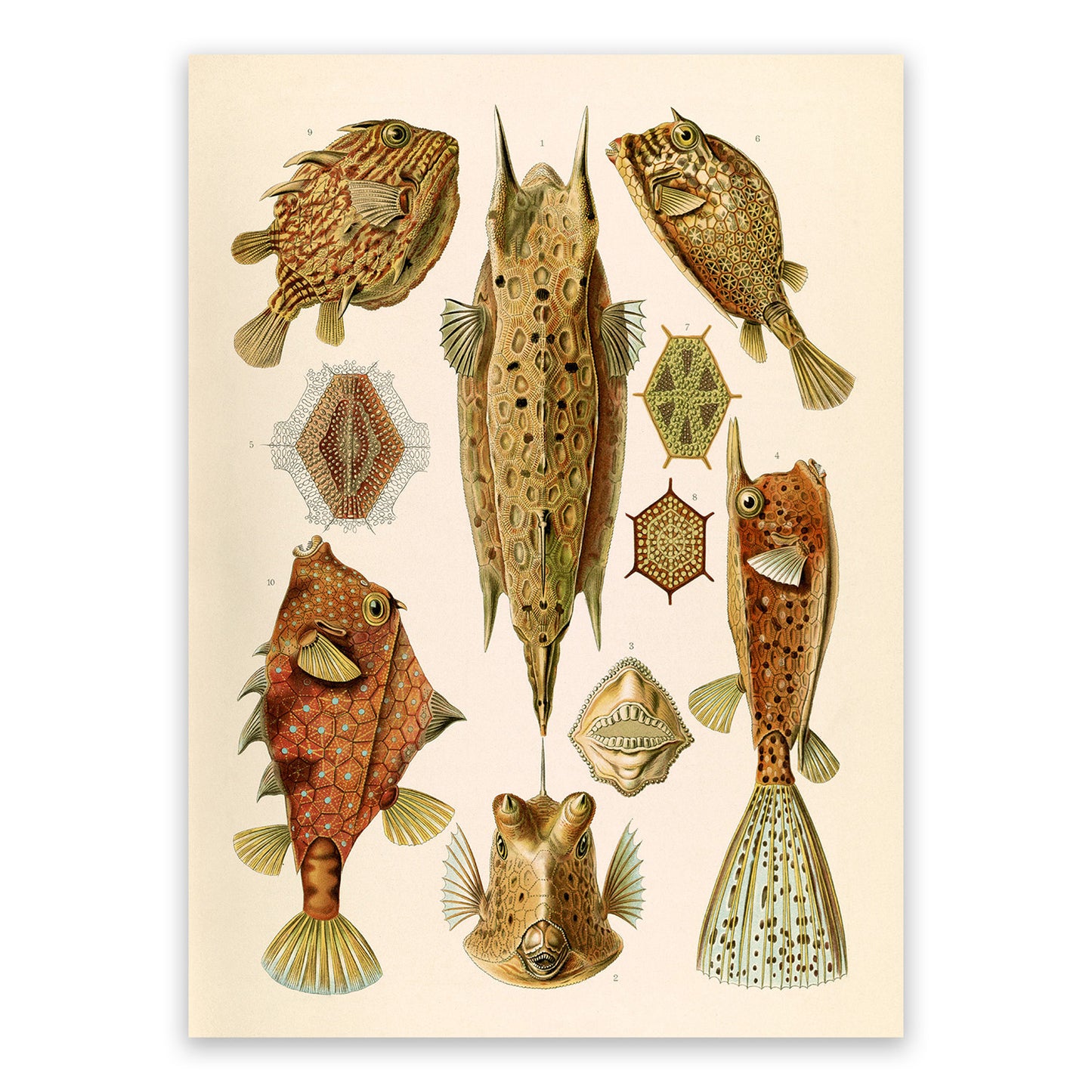 Ernst Haeckel Ostracion Fish Print: Ray Finned Boxfish Art NH27