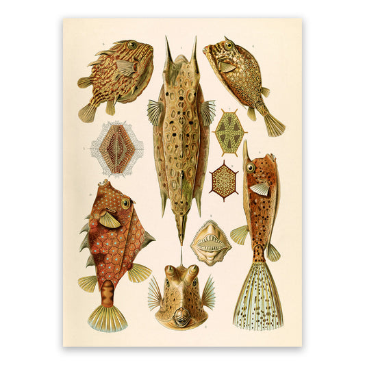 Ernst Haeckel Ostracion Fish Print: Ray Finned Boxfish Art NH27