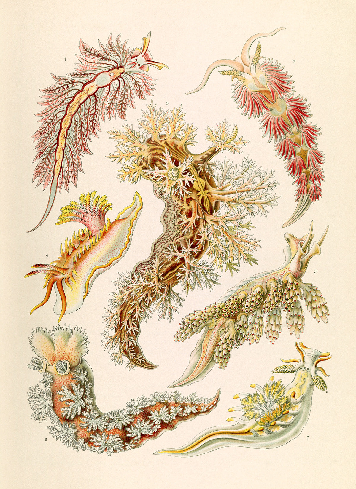 Ernst Haeckel Sea Slug Print: Vintage Mollusks Sea Life Art NH28