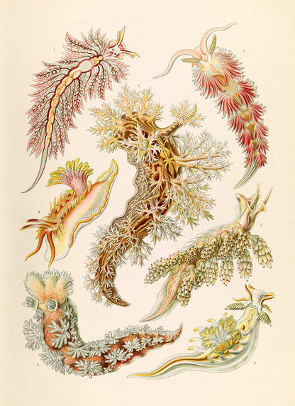 Ernst Haeckel Sea Slug Print: Vintage Mollusks Sea Life Art NH28