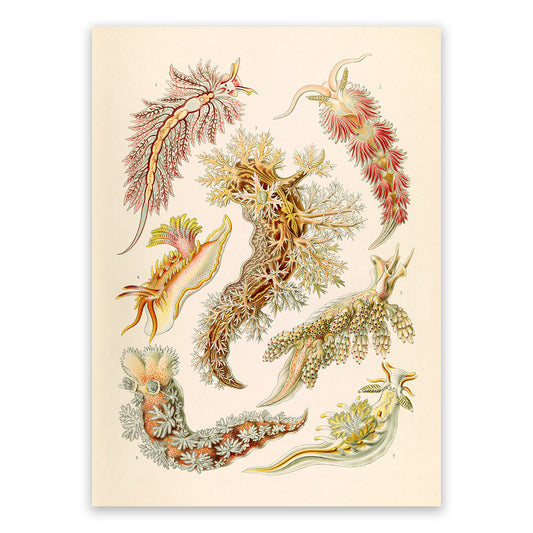 Ernst Haeckel Sea Slug Print: Vintage Mollusks Sea Life Art NH28