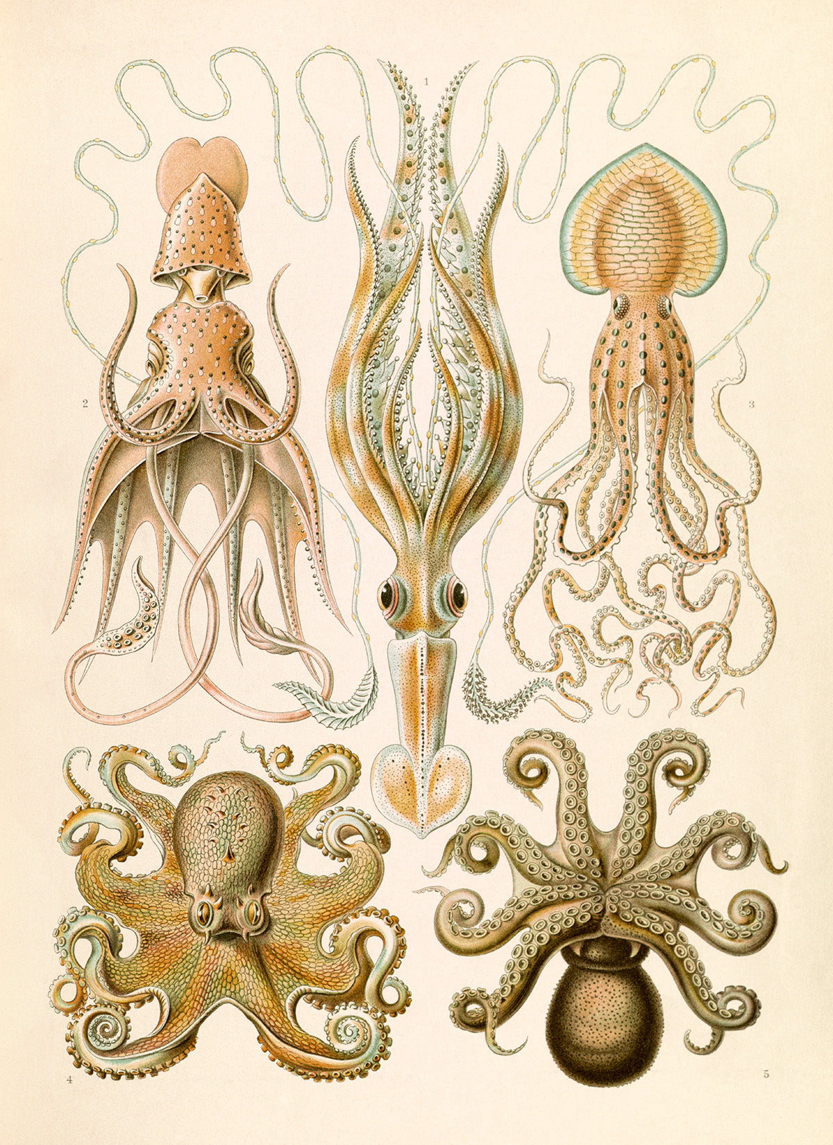 Ernst Haeckel Octopus Print: Vintage Squid Species Art NH29