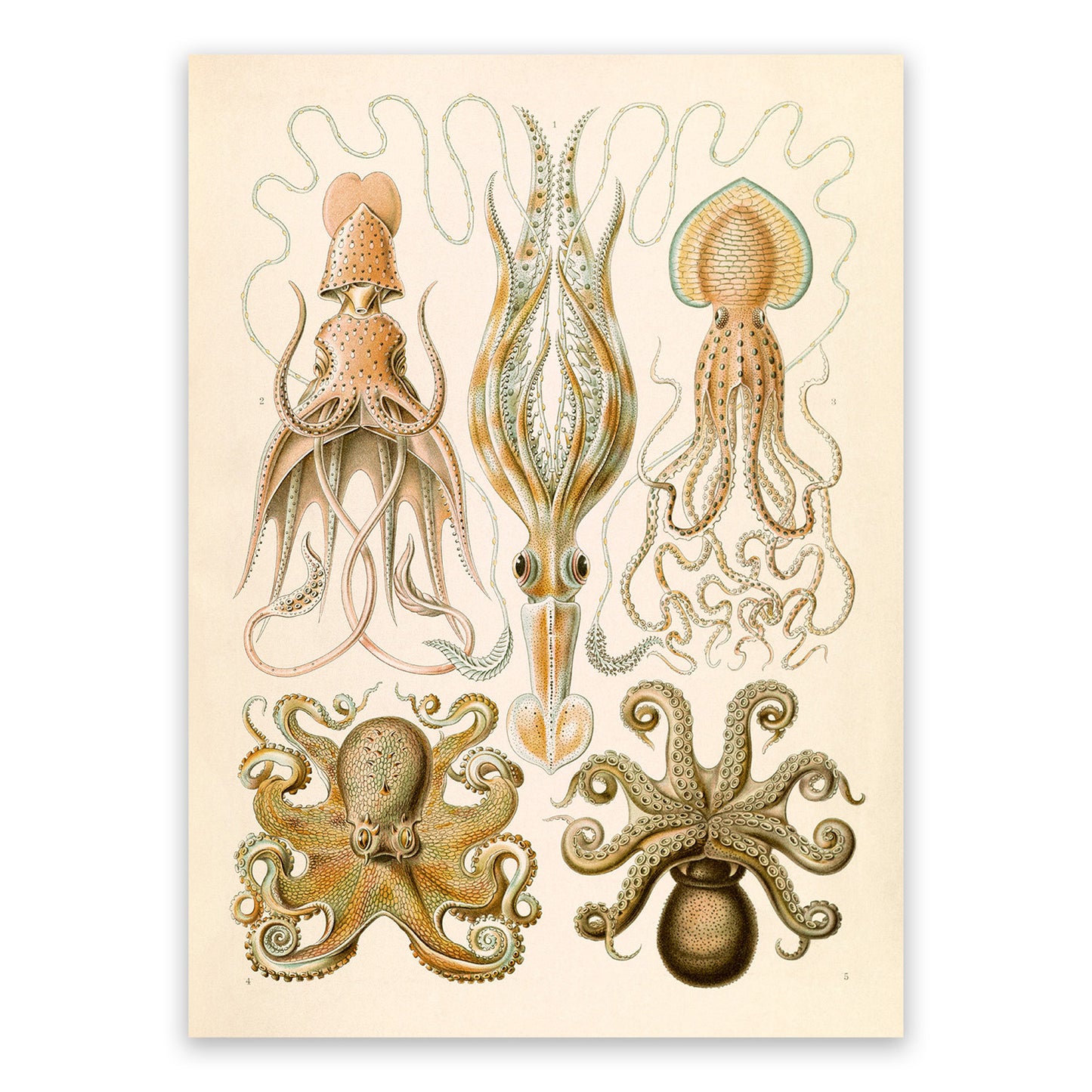 Ernst Haeckel Octopus Print: Vintage Squid Species Art NH29