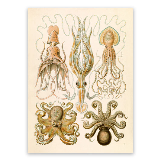Ernst Haeckel Octopus Print: Vintage Squid Species Art NH29
