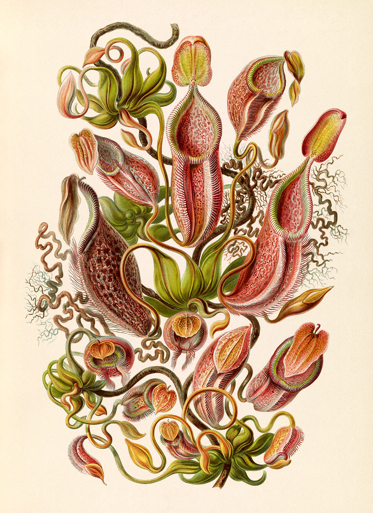 Ernst Haeckel Tropical Pitcher Plant Print: Vintage Botanical Art NH30