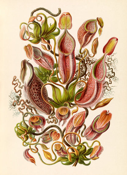 Ernst Haeckel Tropical Pitcher Plant Print: Vintage Botanical Art NH30