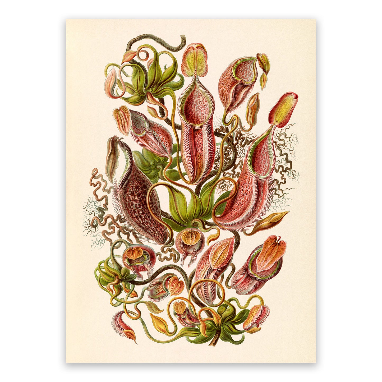 Ernst Haeckel Tropical Pitcher Plant Print: Vintage Botanical Art NH30