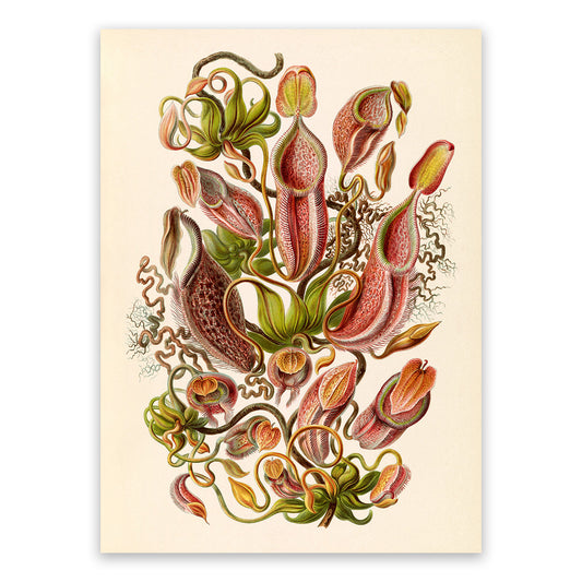 Ernst Haeckel Tropical Pitcher Plant Print: Vintage Botanical Art NH30
