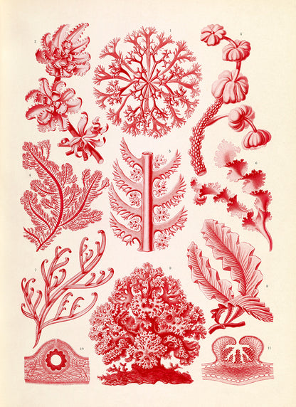 Ernst Haeckel Red Algae Print: Vintage Botanical Art NH31