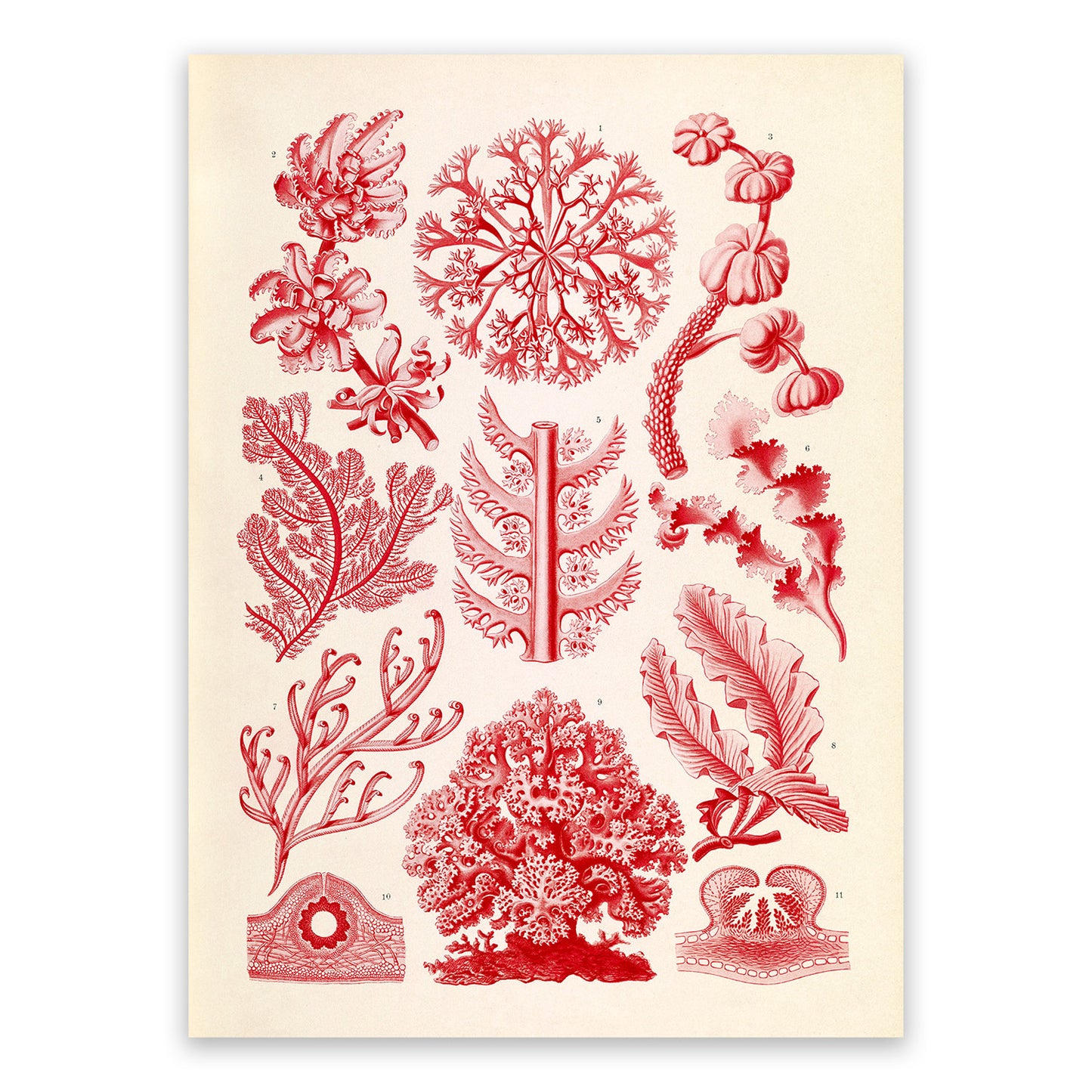 Ernst Haeckel Red Algae Print: Vintage Botanical Art NH31