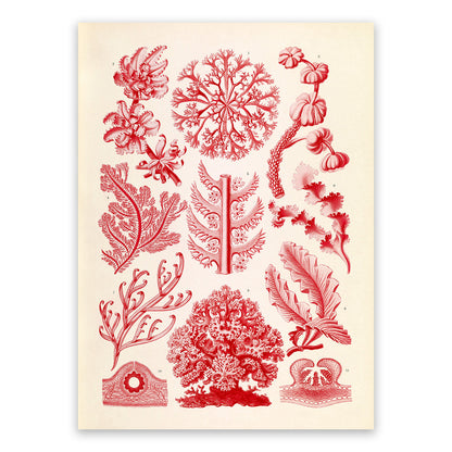 Ernst Haeckel Red Algae Print: Vintage Botanical Art NH31