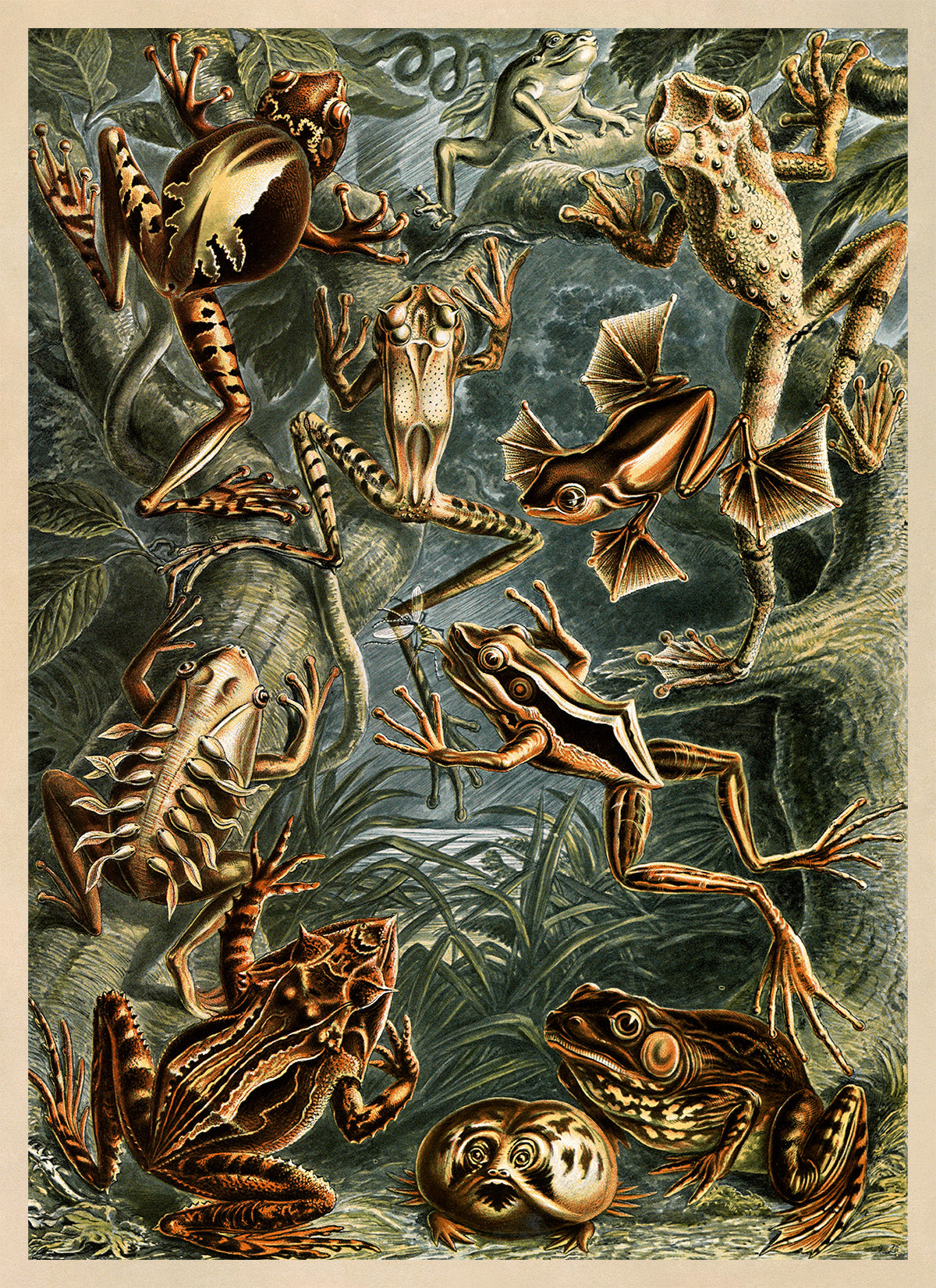 Ernst Haeckel Frogs & Toads Print: Vintage Amphibian Species Art NH32