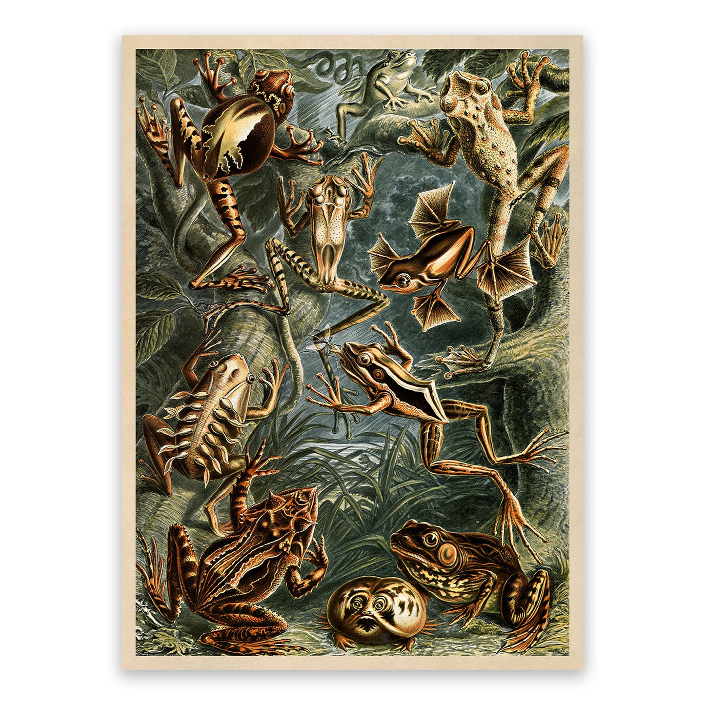 Ernst Haeckel Frogs & Toads Print: Vintage Amphibian Species Art NH32