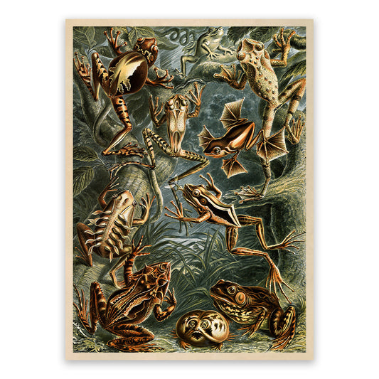 Ernst Haeckel Frogs & Toads Print: Vintage Amphibian Species Art NH32