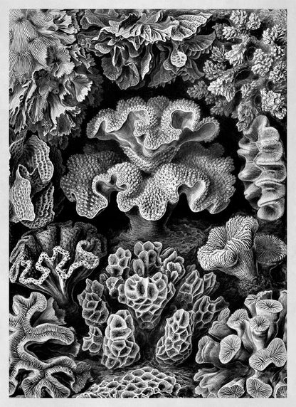 Ernst Haeckel Coral Print: Black & White Oceanography Art NH33