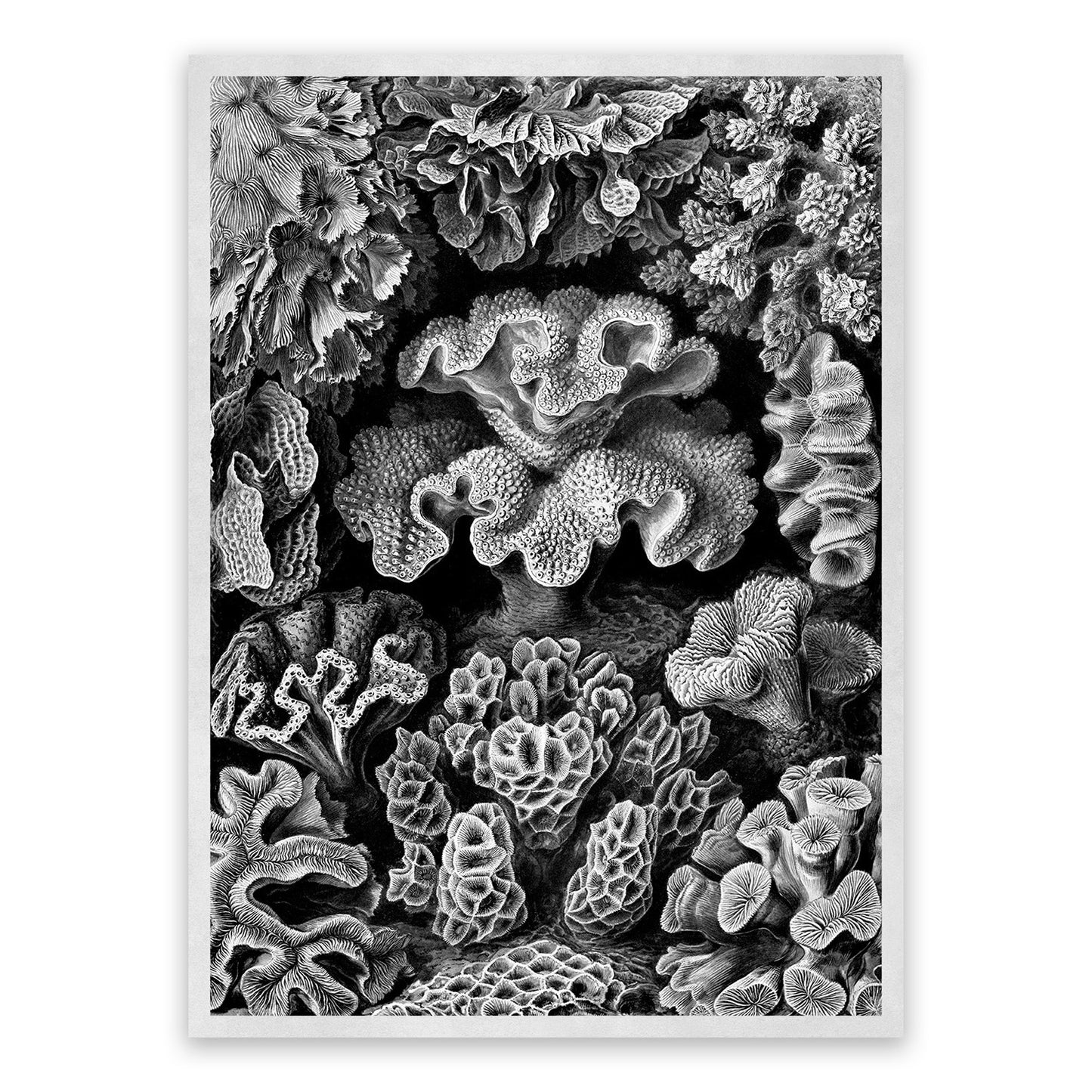 Ernst Haeckel Coral Print: Black & White Oceanography Art NH33