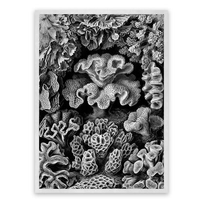 Ernst Haeckel Coral Print: Black & White Oceanography Art NH33