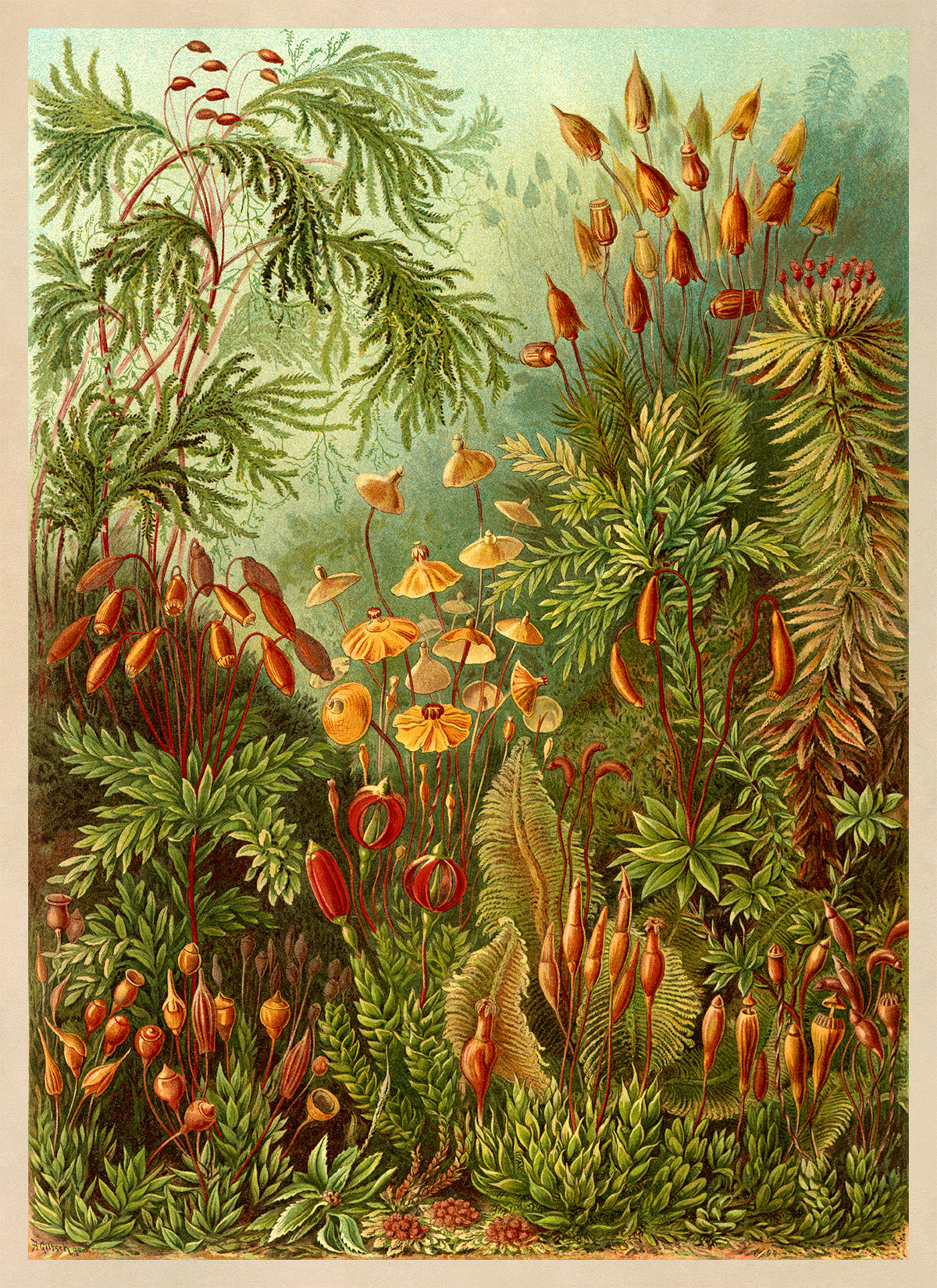 Ernst Haeckel Moss Print: Tropical Forest Botanical Art NH34