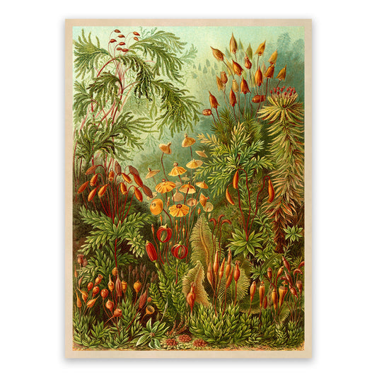 Ernst Haeckel Moss Print: Tropical Forest Botanical Art NH34