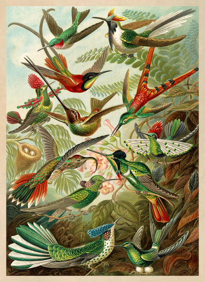 Ernst Haeckel Hummingbirds Print: Vintage Bird Species Art NH35