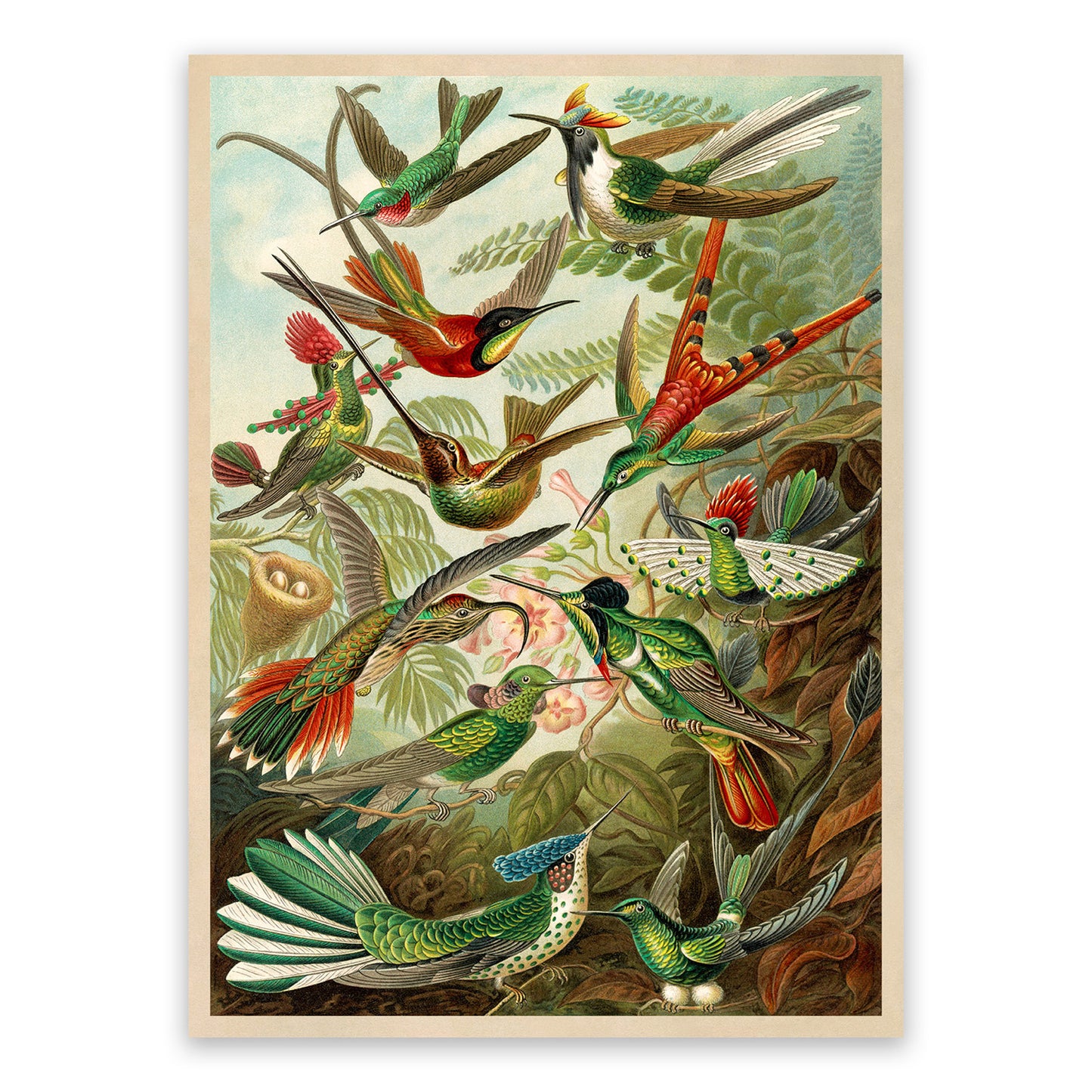Ernst Haeckel Hummingbirds Print: Vintage Bird Species Art NH35