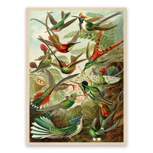 Ernst Haeckel Hummingbirds Print: Vintage Bird Species Art NH35