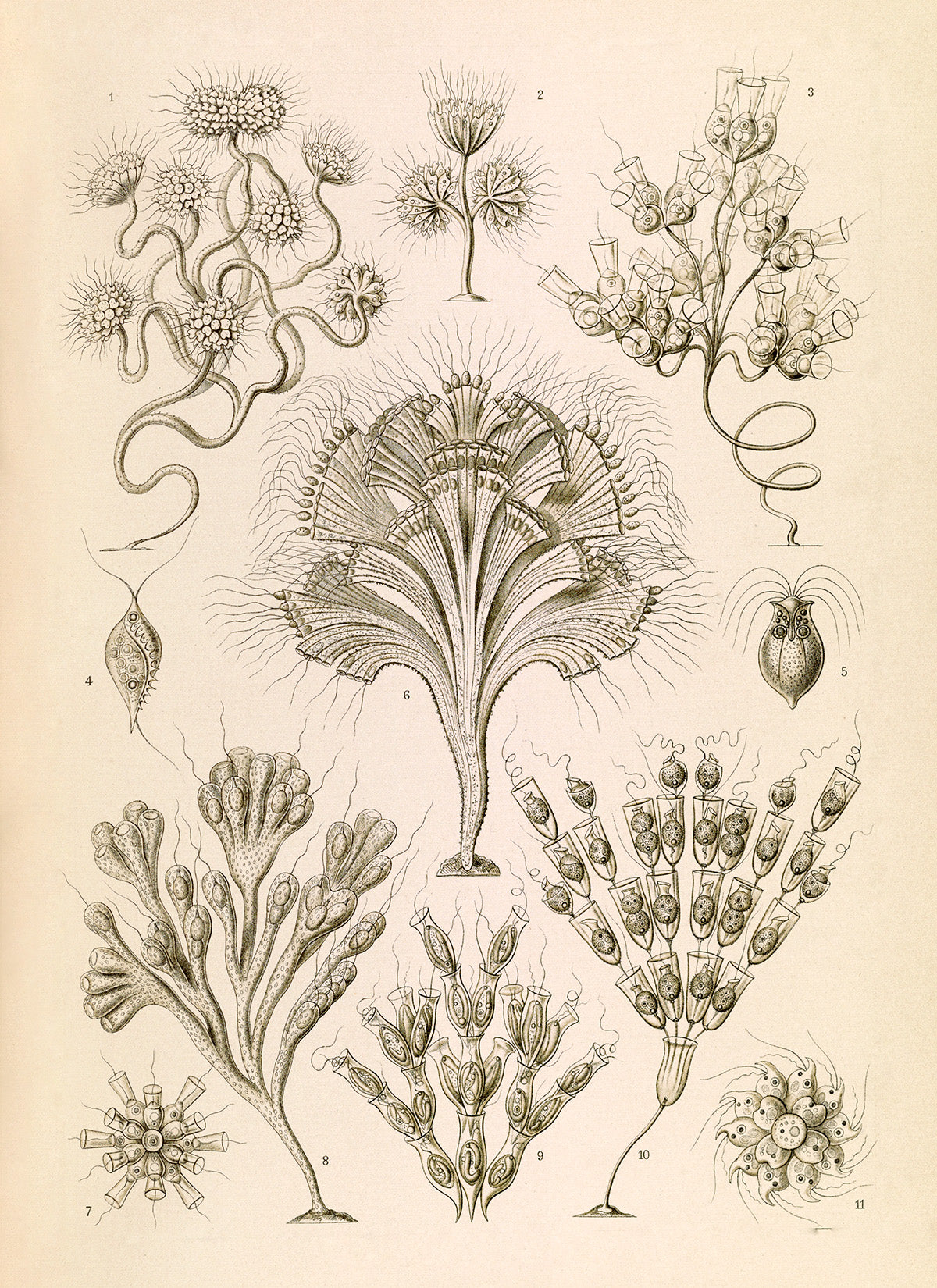 Ernst Haeckel Flagella Print: Vintage Microbiology Art NH36
