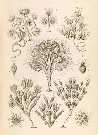Ernst Haeckel Flagella Print: Vintage Microbiology Art NH36