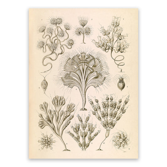 Ernst Haeckel Flagella Print: Vintage Microbiology Art NH36