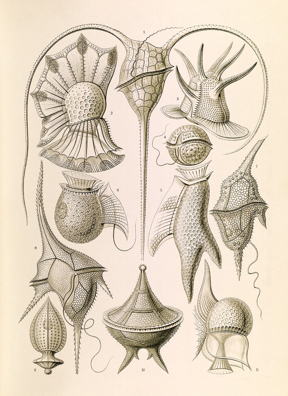 Ernst Haeckel Dinokaryota Print: Vintage Microbiology Art NH37
