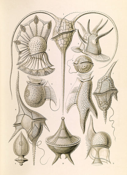 Ernst Haeckel Dinokaryota Print: Vintage Microbiology Art NH37