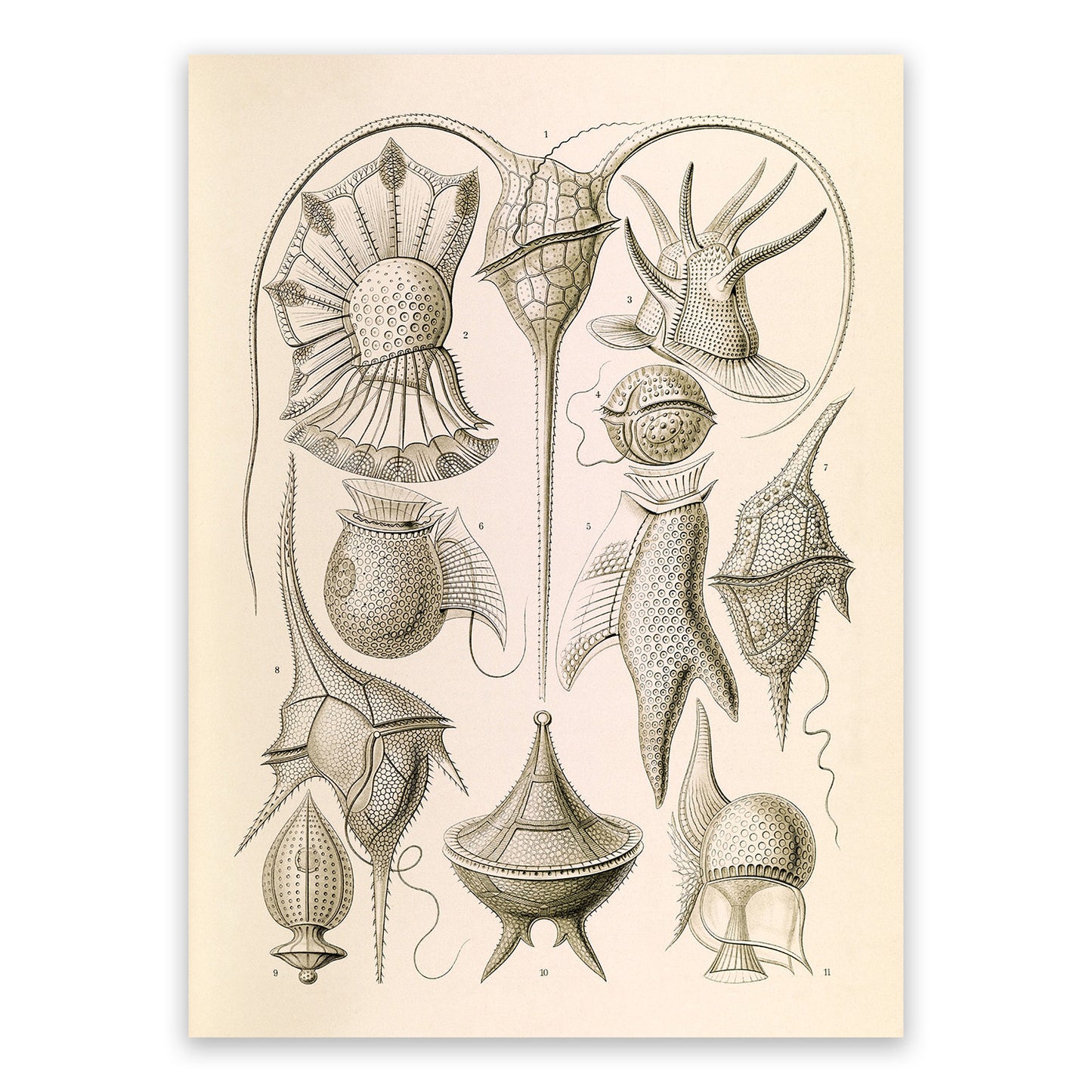Ernst Haeckel Dinokaryota Print: Vintage Microbiology Art NH37