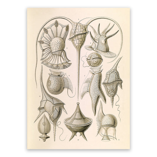 Ernst Haeckel Dinokaryota Print: Vintage Microbiology Art NH37