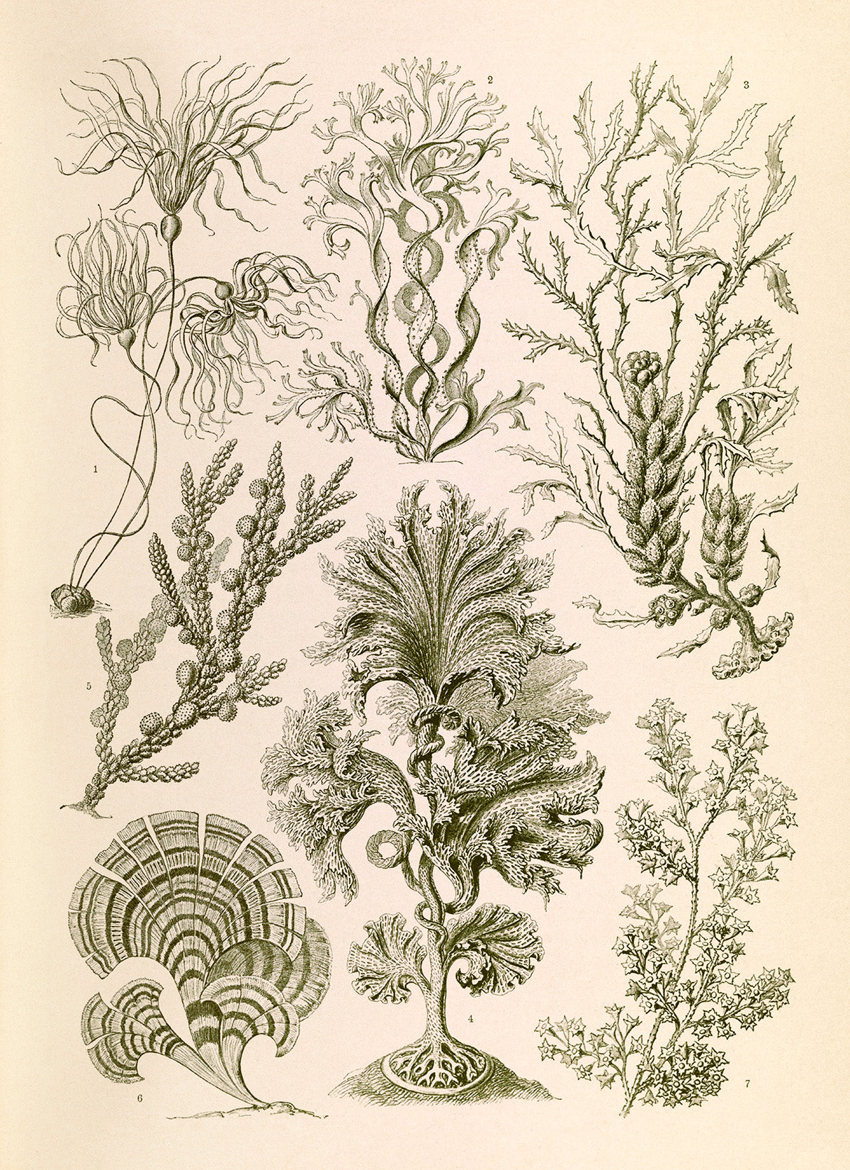 Ernst Haeckel Seaweed Print: Vintage Brown Algae Art NH38