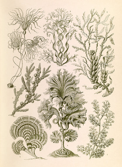Ernst Haeckel Seaweed Print: Vintage Brown Algae Art NH38