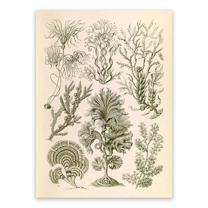 Ernst Haeckel Seaweed Print: Vintage Brown Algae Art NH38