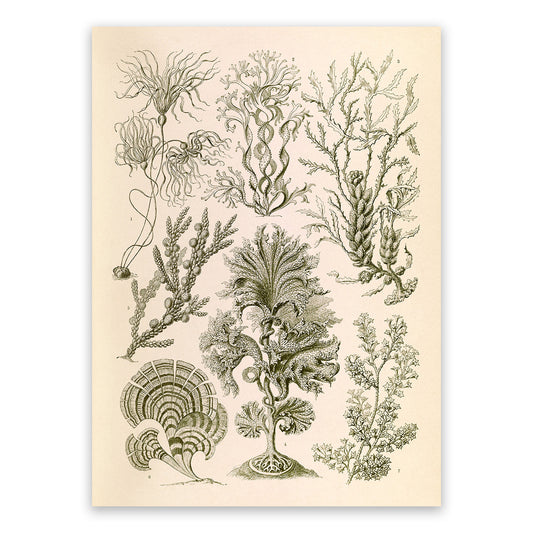 Ernst Haeckel Seaweed Print: Vintage Brown Algae Art NH38