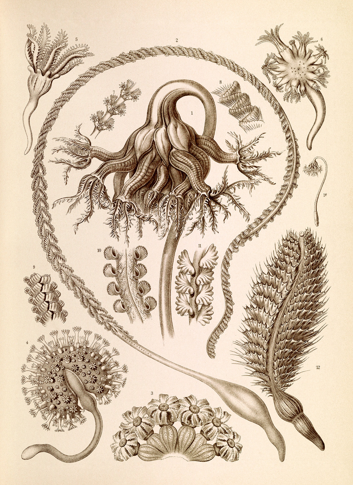 Ernst Haeckel Sea Pen Print: Vintage Marine Life Art NH39