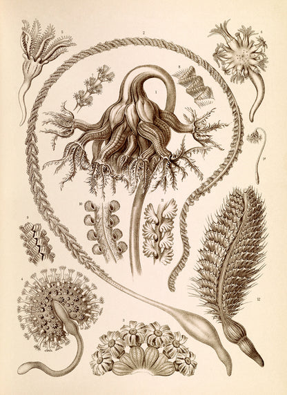 Ernst Haeckel Sea Pen Print: Vintage Marine Life Art NH39