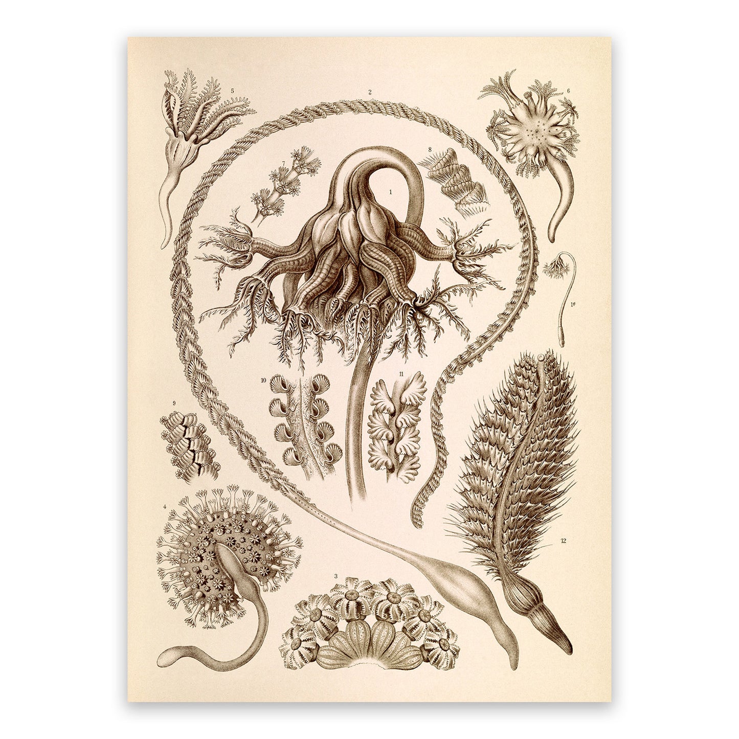 Ernst Haeckel Sea Pen Print: Vintage Marine Life Art NH39