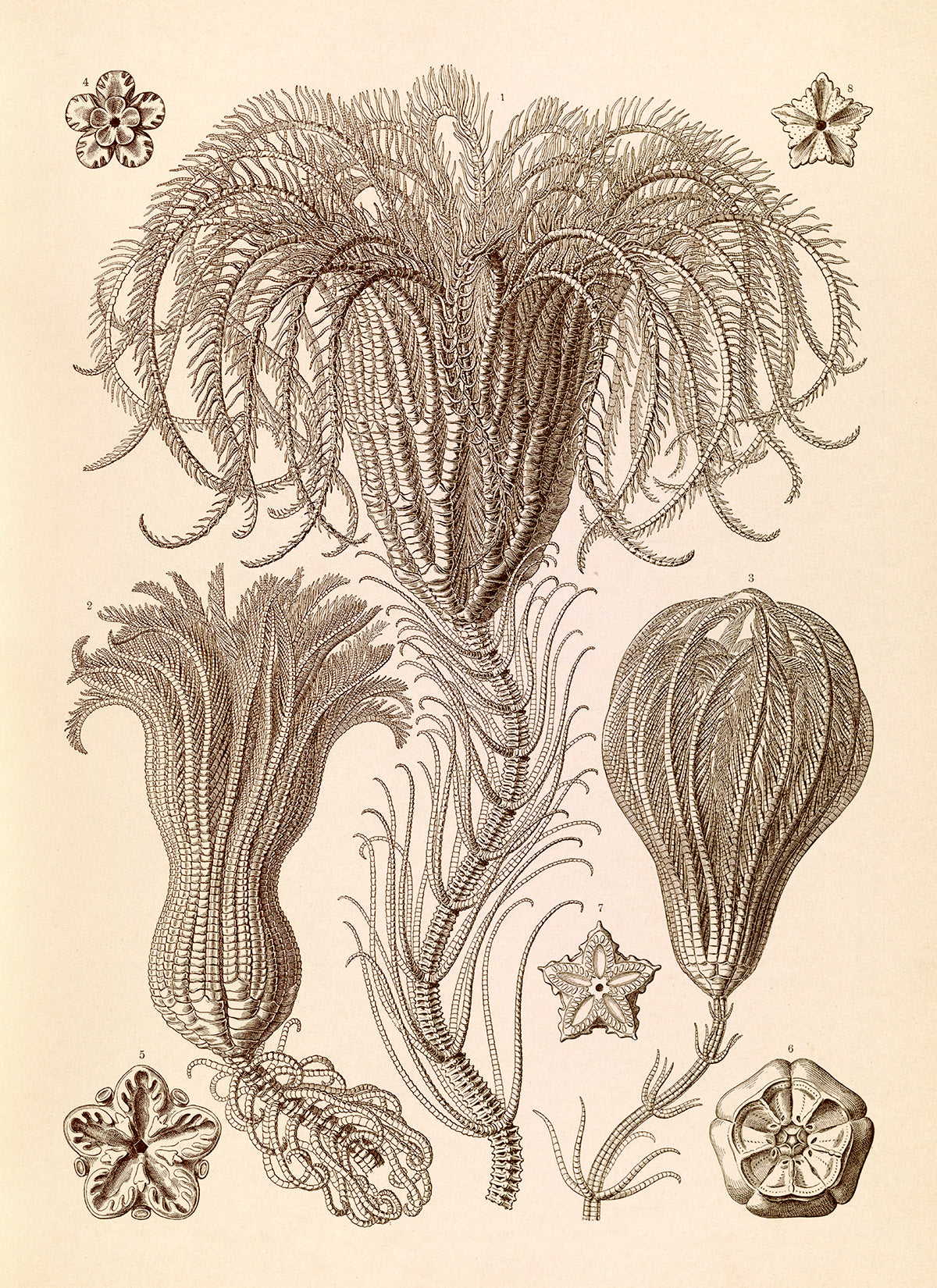 Ernst Haeckel Sea Lilies Crinoid Print: Vintage Marine Life Art NH40