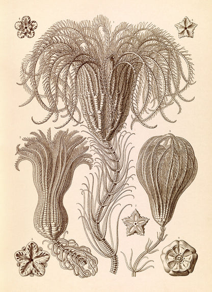 Ernst Haeckel Sea Lilies Crinoid Print: Vintage Marine Life Art NH40