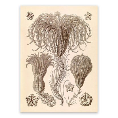 Ernst Haeckel Sea Lilies Crinoid Print: Vintage Marine Life Art NH40