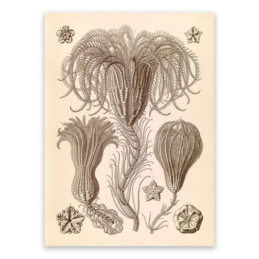 Ernst Haeckel Sea Lilies Crinoid Print: Vintage Marine Life Art NH40