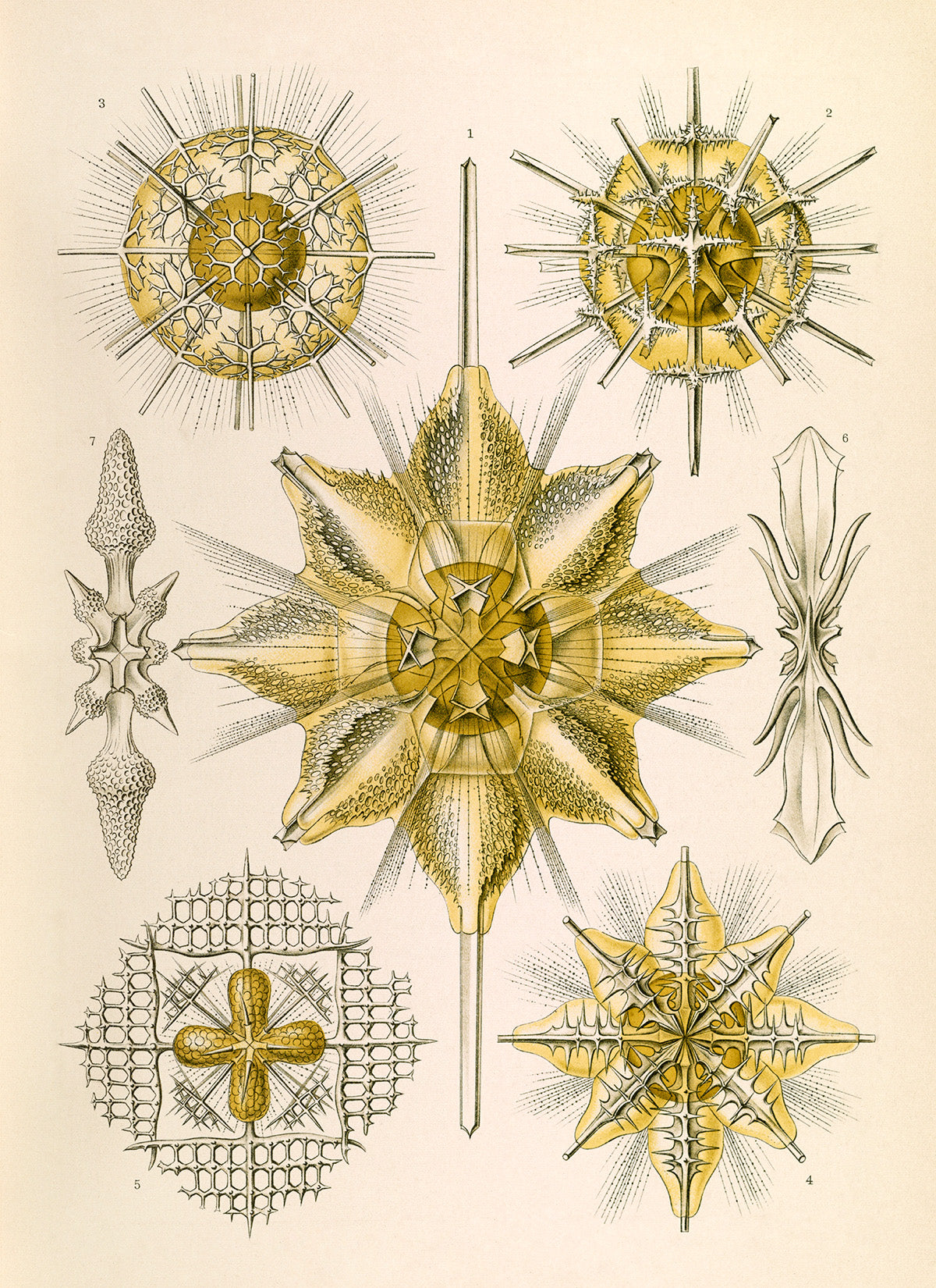 Ernst Haeckel Acanthometra Print: Vintage Marine Radiolarians Art NH41