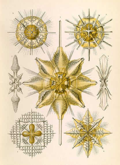 Ernst Haeckel Acanthometra Print: Vintage Marine Radiolarians Art NH41