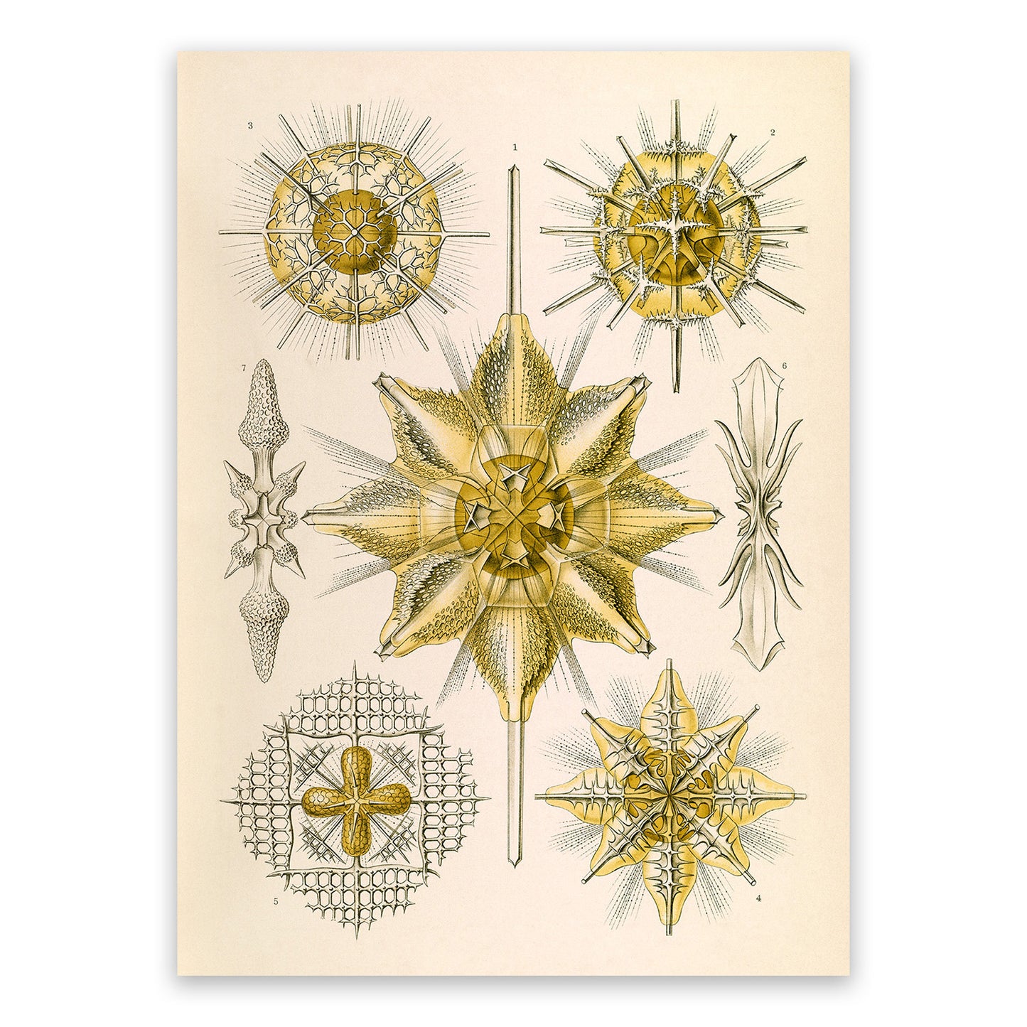 Ernst Haeckel Acanthometra Print: Vintage Marine Radiolarians Art NH41